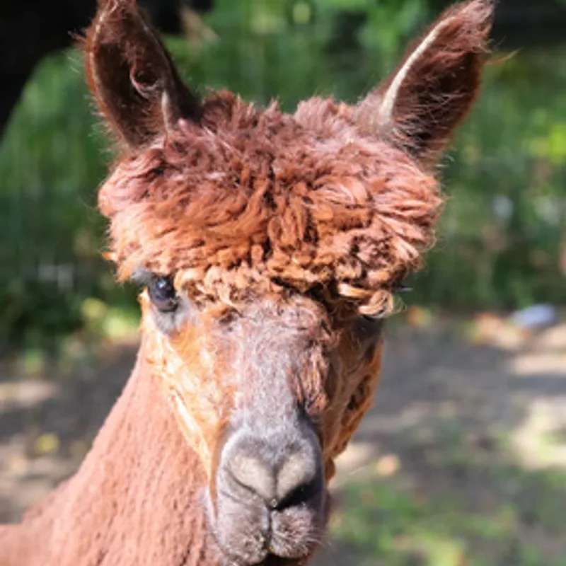 Photo of a TISA school farm alpaca