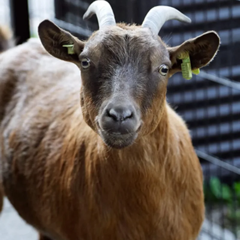 Photo of a TISA school farm goat