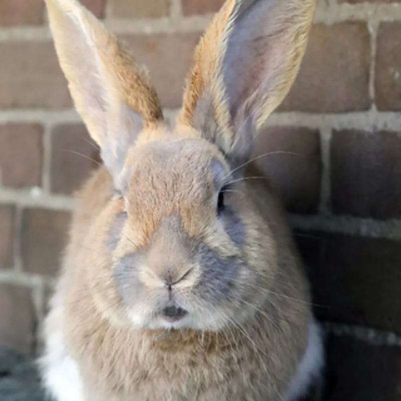 Photo of a TISA school farm rabbit